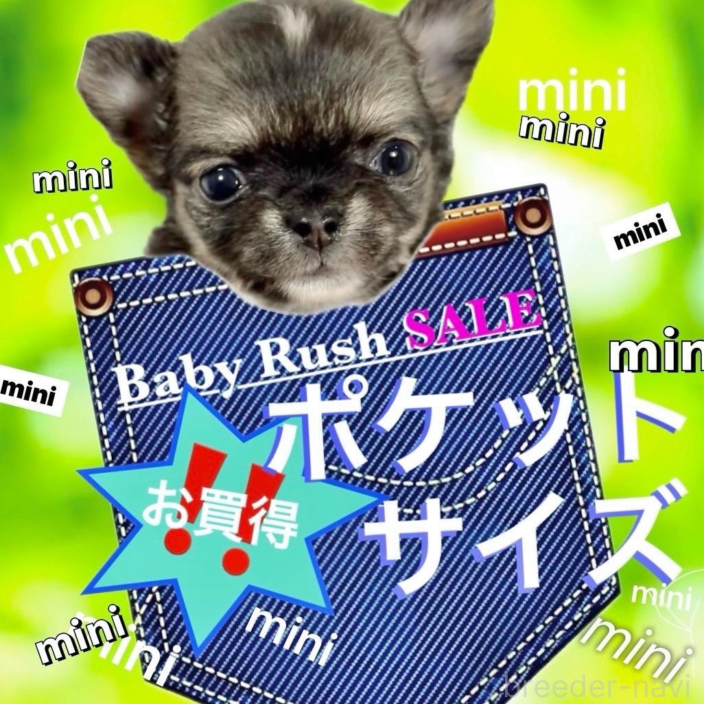 販売中の大阪府のチワワ(ロングコート)-389090