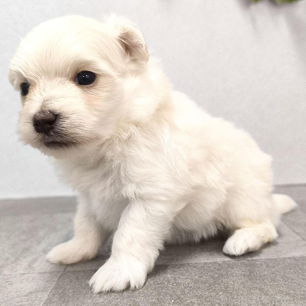 販売中の宮崎県のポメマル:ポメラニアン×マルチーズ-389094の9枚目