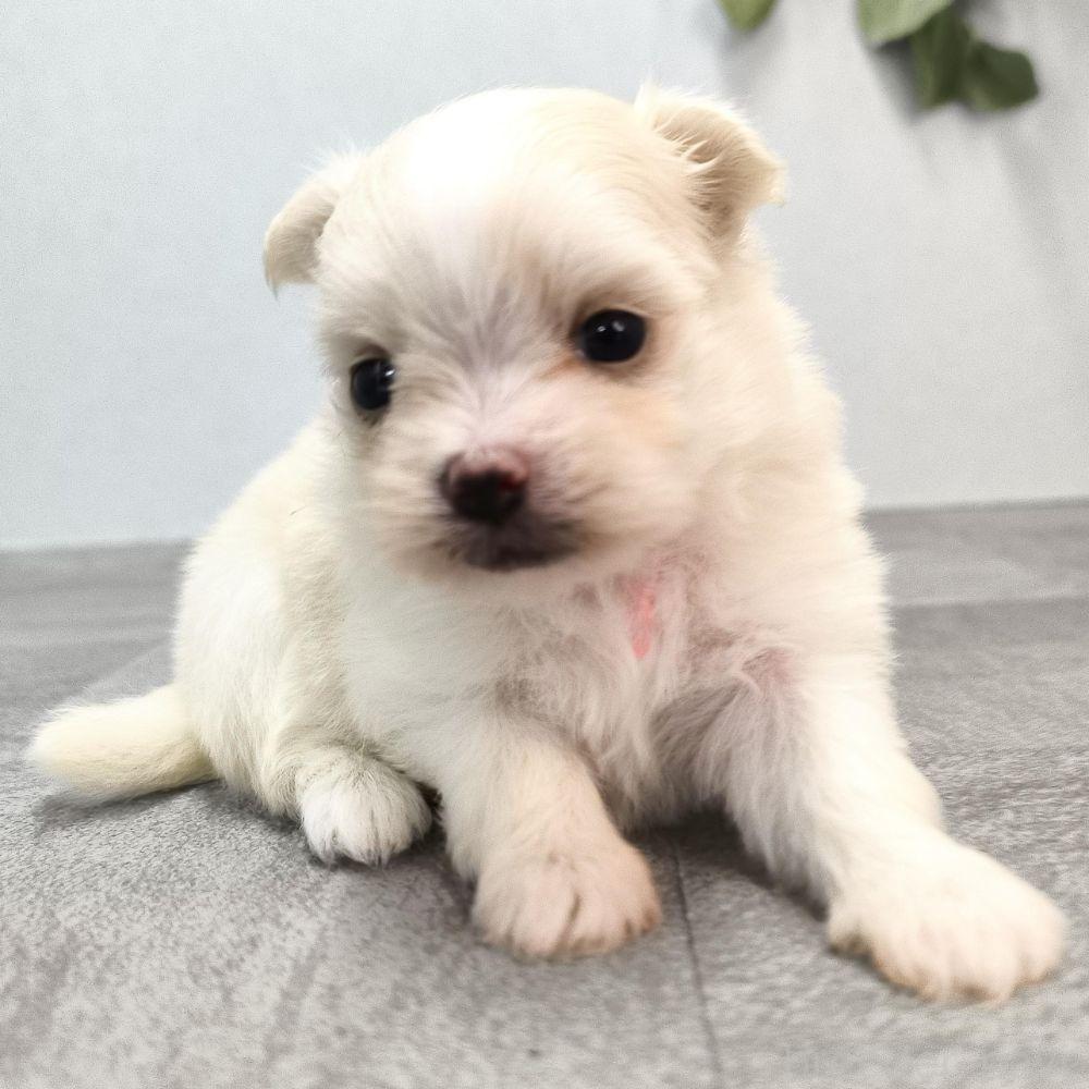 販売中の宮崎県のポメマル:ポメラニアン×マルチーズ-389096の10枚目