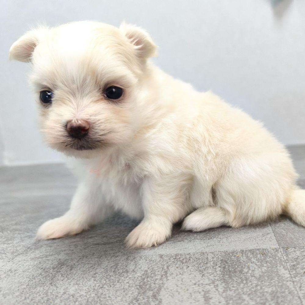 販売中の宮崎県のポメマル:ポメラニアン×マルチーズ-389096の8枚目