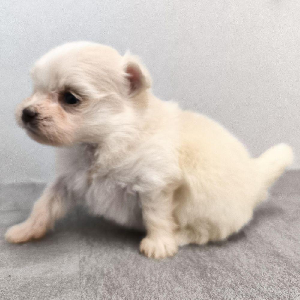 販売中の宮崎県のポメマル:ポメラニアン×マルチーズ-389098の9枚目