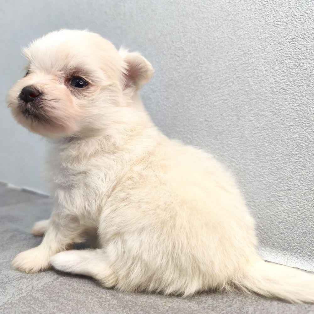 販売中の宮崎県のポメマル:ポメラニアン×マルチーズ-389098の7枚目