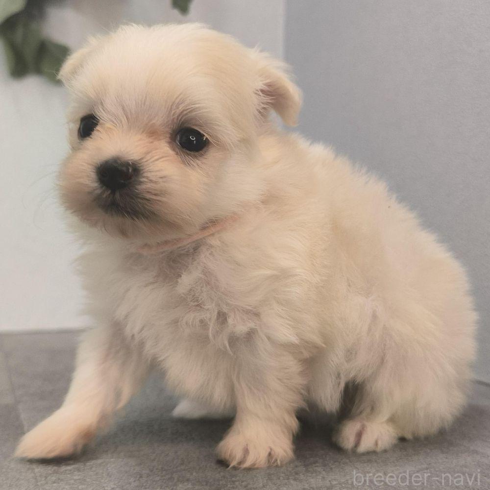 販売中の宮崎県のポメマル:ポメラニアン×マルチーズ-389098の2枚目