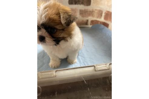 販売中の埼玉県のミックス犬-389102の3枚目