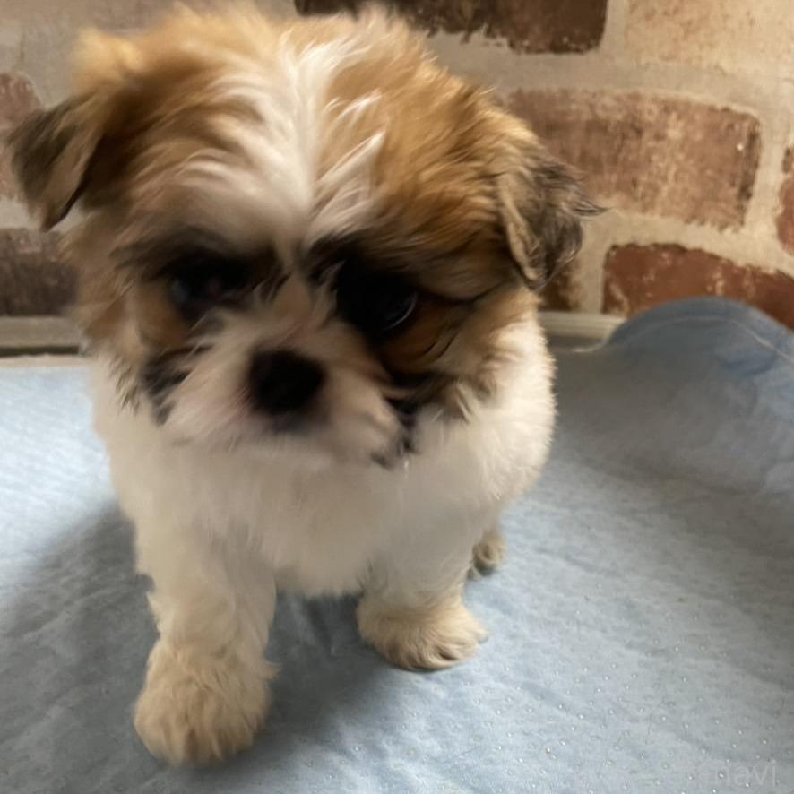 販売中の埼玉県のミックス犬-389102の2枚目