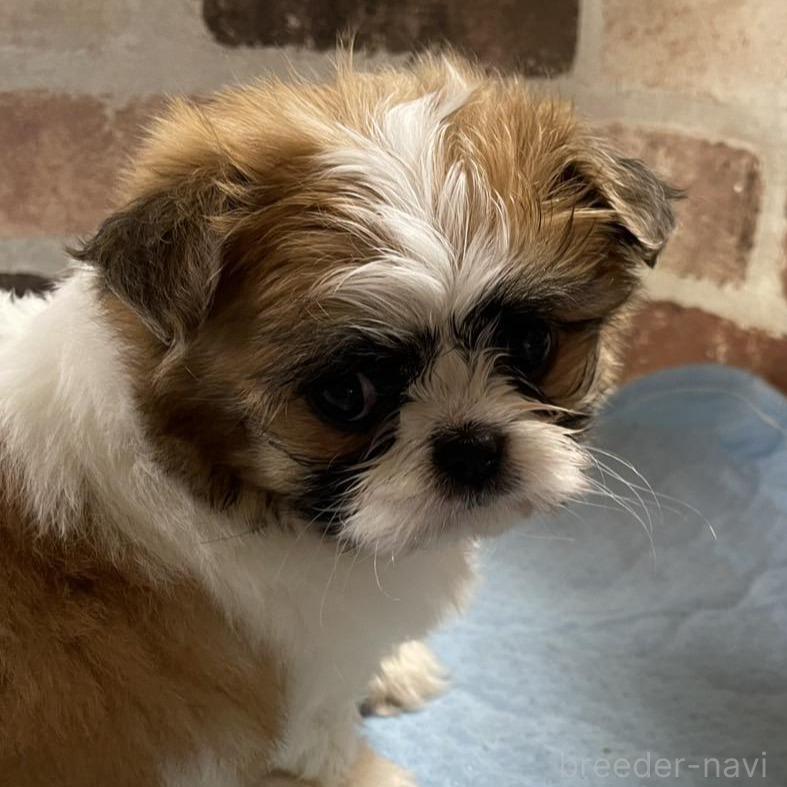 販売中の埼玉県のミックス犬-389102の1枚目