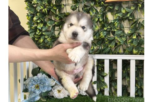 販売中の茨城県のアラスカンマラミュート-389110の5枚目
