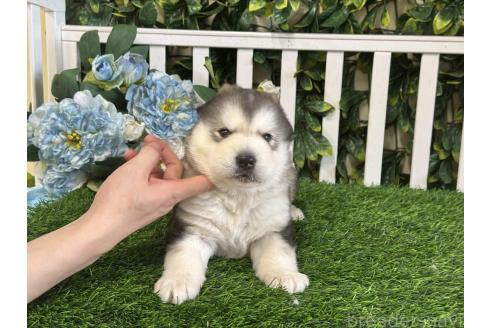 販売中の茨城県のアラスカンマラミュート-389110の4枚目