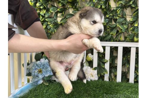 販売中の茨城県のアラスカンマラミュート-389110の3枚目