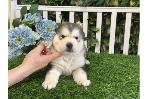 販売中の茨城県のアラスカンマラミュート-389110の2枚目