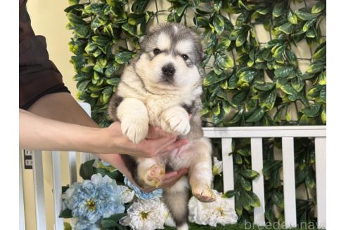 販売中の茨城県のアラスカンマラミュート-389112の5枚目