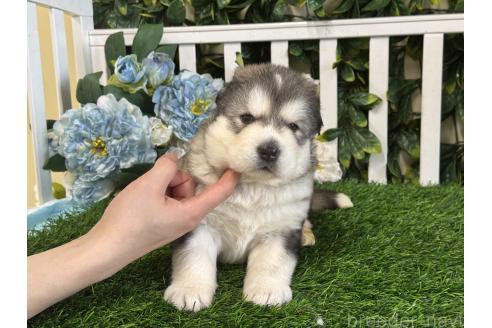 販売中の茨城県のアラスカンマラミュート-389112の3枚目