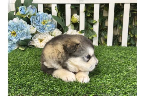 商談中の茨城県のアラスカンマラミュート-389113の3枚目