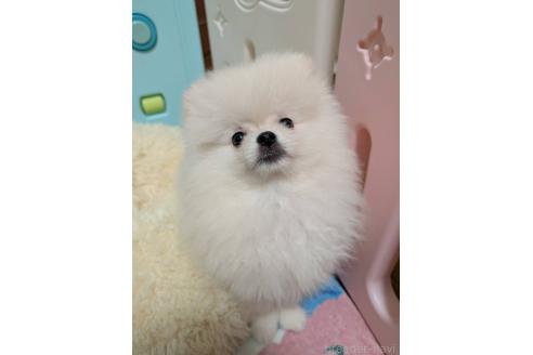 販売中の大阪府のポメラニアン-389115の4枚目