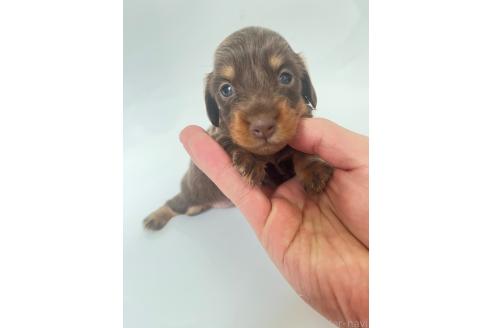 販売中の群馬県のカニンヘンダックスフンド(ロングヘアード)-389120