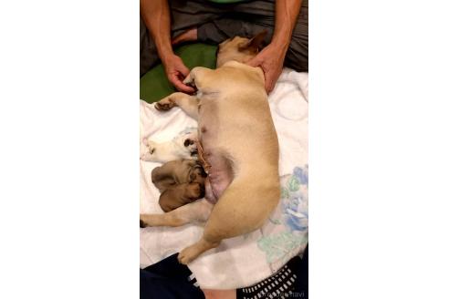 販売中の山口県のフレンチブルドッグ-389122の6枚目