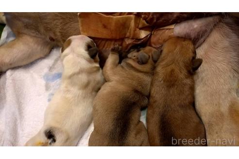 販売中の山口県のフレンチブルドッグ-389122の5枚目