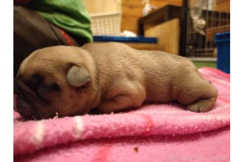 販売中の山口県のフレンチブルドッグ-389124の2枚目