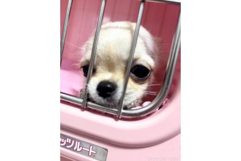 販売中の埼玉県のチワワ(ロングコート)-389125の3枚目