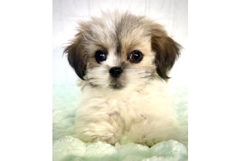 販売中の北海道のミックス犬-383717の8枚目