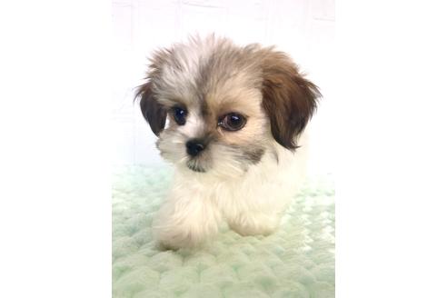 販売中の北海道のミックス犬-383717の7枚目