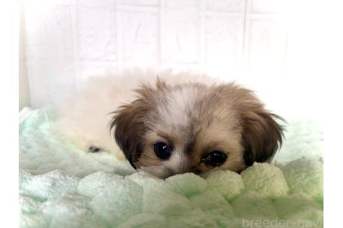 販売中の北海道のミックス犬-383717の5枚目