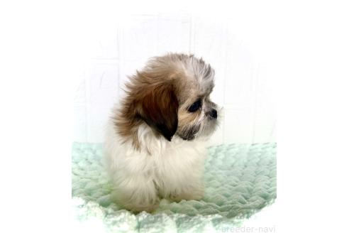 販売中の北海道のミックス犬-383717の4枚目