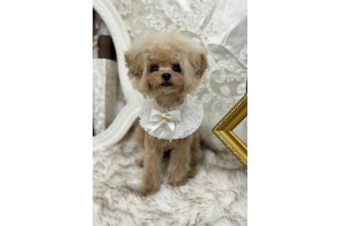 販売中の広島県のミックス犬-366230の1枚目