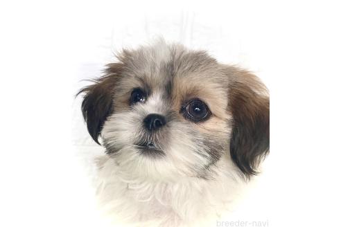 販売中の北海道のミックス犬-383717の3枚目
