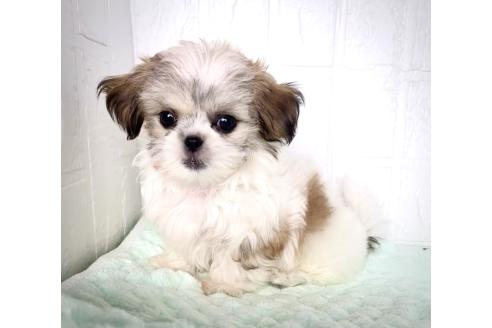 販売中の北海道のミックス犬-383731の3枚目