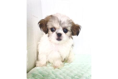 販売中の北海道のミックス犬-383731の2枚目