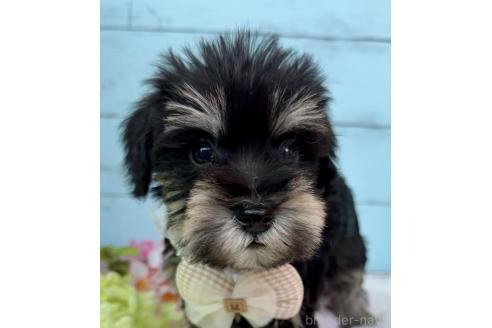 販売中の埼玉県のミックス犬-389158の14枚目