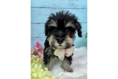 販売中の埼玉県のミックス犬-389158の13枚目