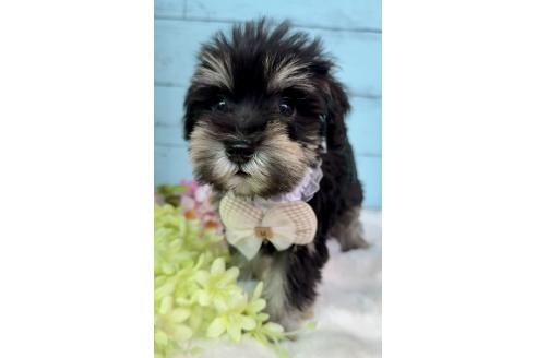 販売中の埼玉県のミックス犬-389158の12枚目