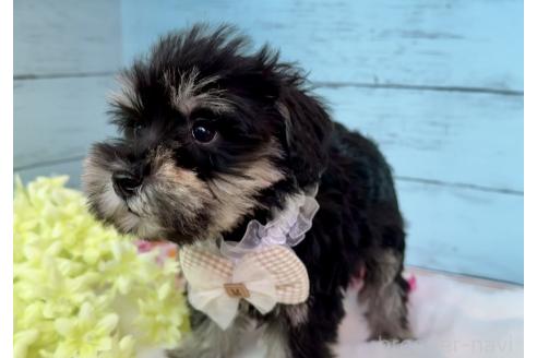 販売中の埼玉県のミックス犬-389158の9枚目
