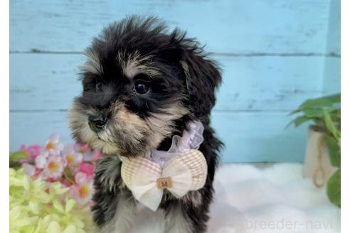 販売中の埼玉県のミックス犬-389158の8枚目