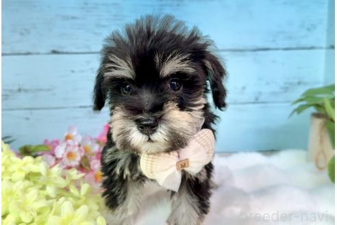 販売中の埼玉県のミックス犬-389158の7枚目
