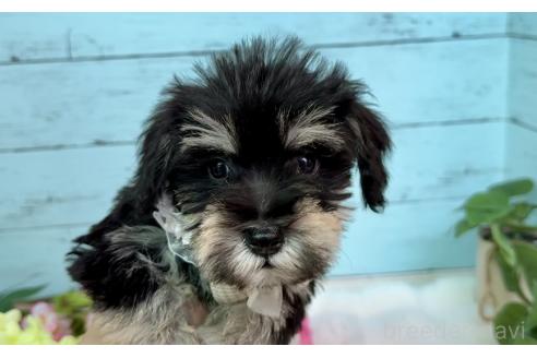 販売中の埼玉県のミックス犬-389158の6枚目