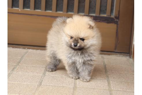 販売中の埼玉県のポメラニアン-389160の6枚目