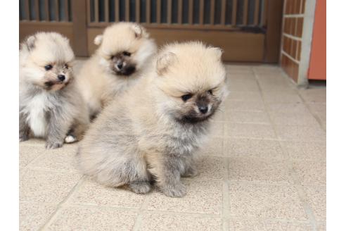 販売中の埼玉県のポメラニアン-389160の4枚目