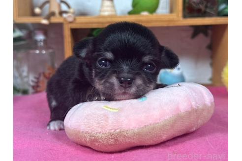 成約済の神奈川県のチワワ(ロングコート)-389165の1枚目