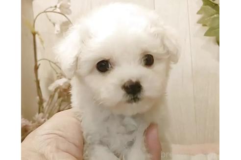 販売中の愛知県のビションフリーゼ-385119の2枚目