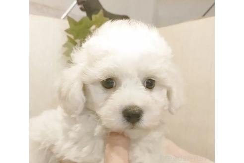 販売中の愛知県のビションフリーゼ-388610の6枚目