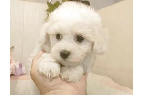 販売中の愛知県のビションフリーゼ-388610の5枚目
