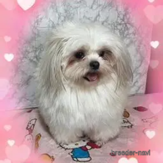成約済の長野県のミックス犬-387802
