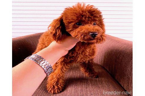 販売中の大阪府のティーカッププードル-349825の4枚目