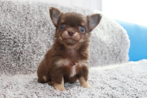 成約済の京都府のチワワ(ロングコート)-386962の12枚目