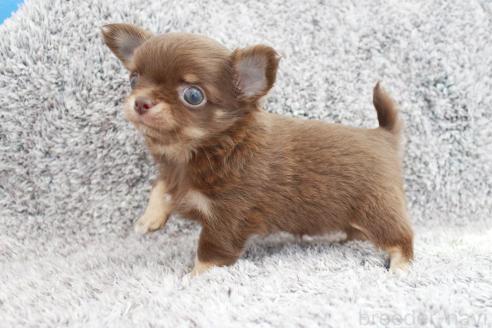 成約済の京都府のチワワ(ロングコート)-386962の11枚目