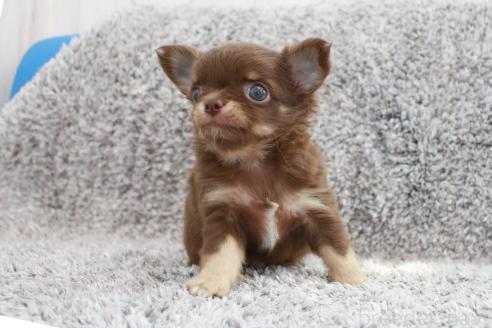 成約済の京都府のチワワ(ロングコート)-386962の10枚目