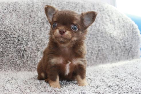 成約済の京都府のチワワ(ロングコート)-386962の9枚目